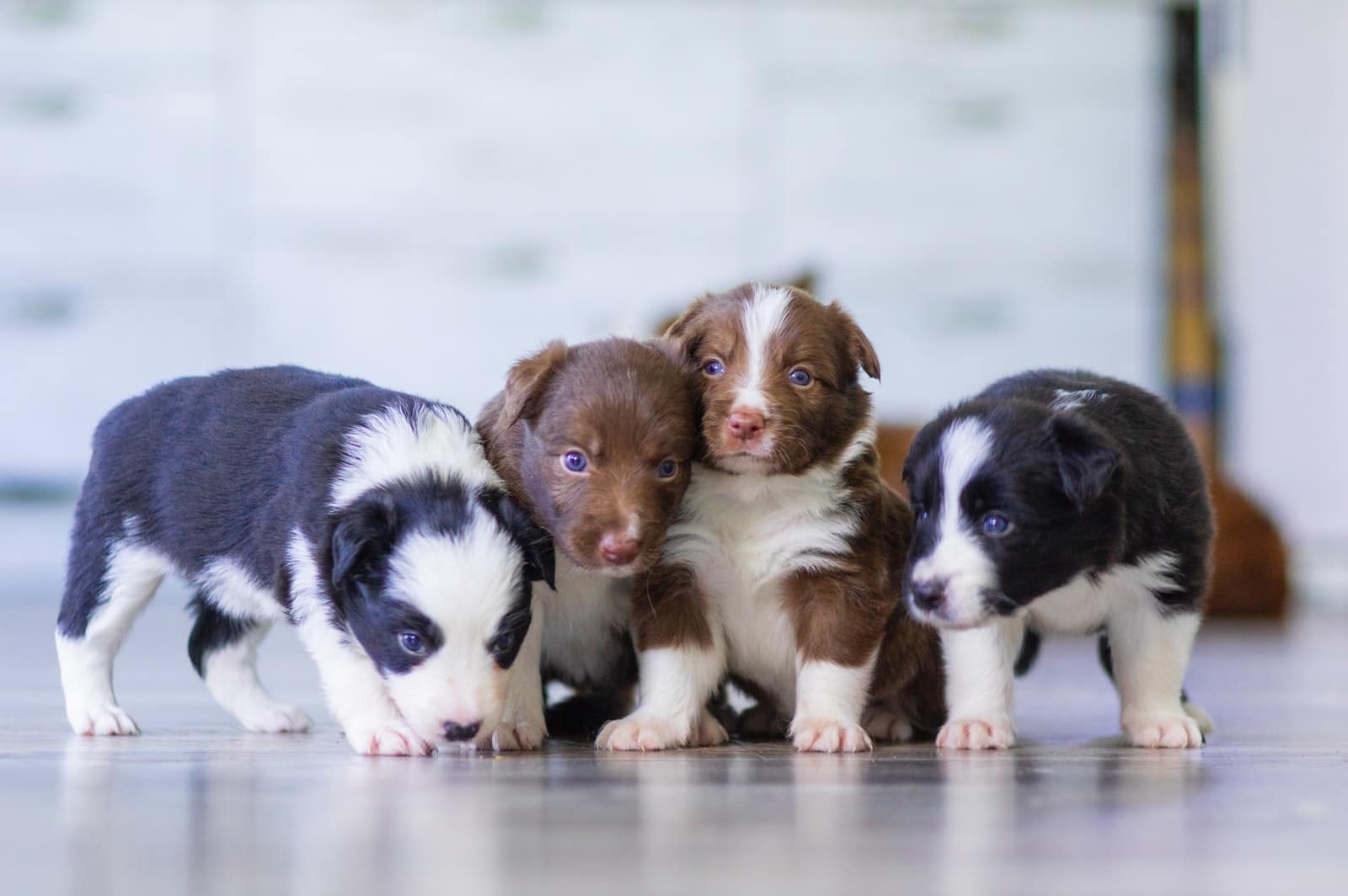 black and white short coated puppies